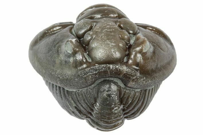 Wide Enrolled Flexicalymene Trilobite - Mt Orab, Ohio #358103